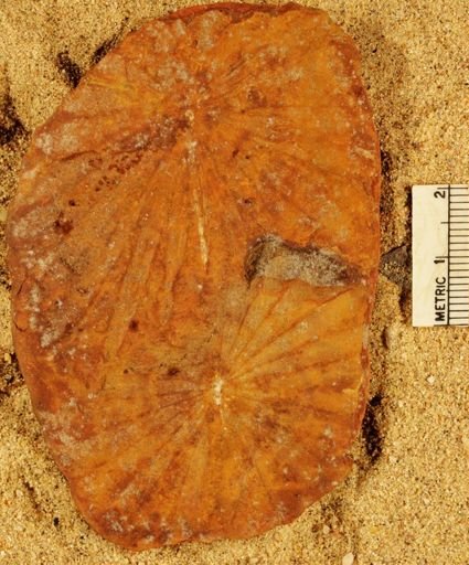 Annularia radiata
