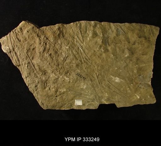 Heterocrinus simplex
