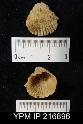 Meekella sp.
