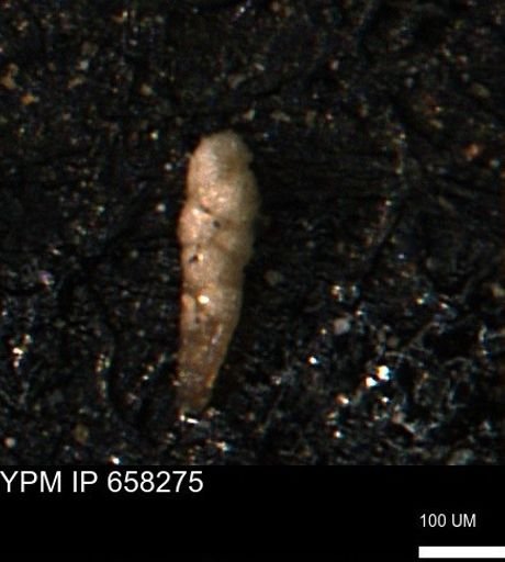 Verneuilinoides kansasensis