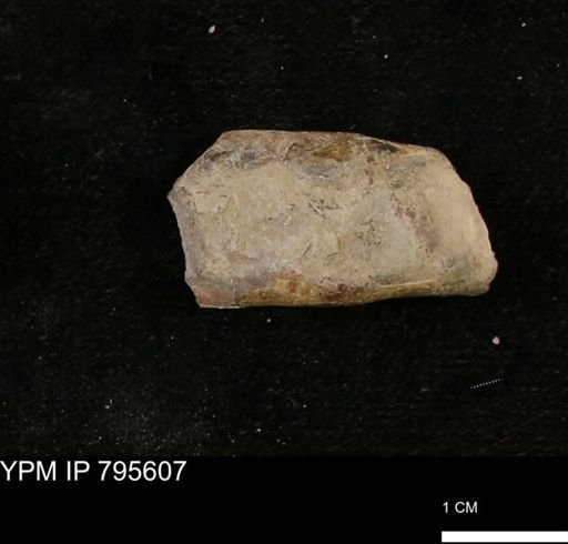 Baculites sp.