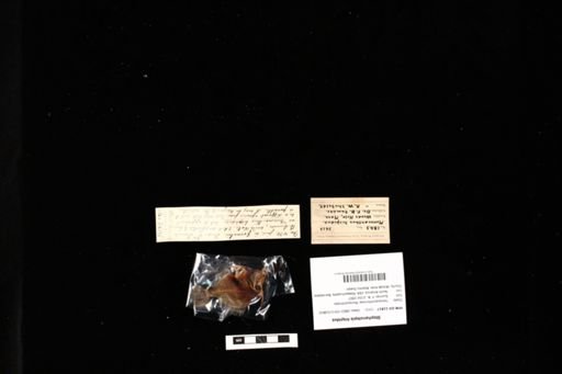 Stephanolepis hispidus