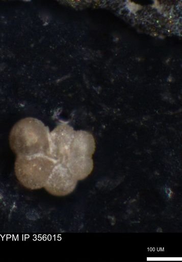 undet. Foraminiferida