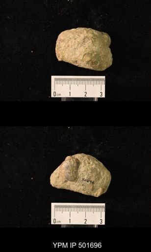 Marginifera splendens