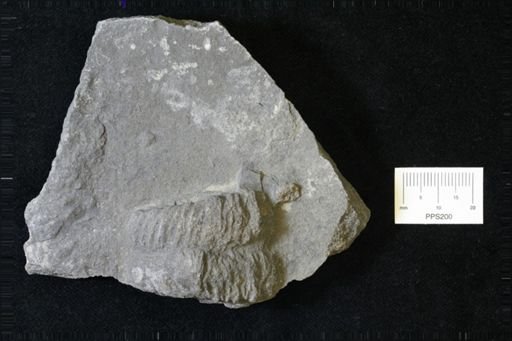 Rusophycus biloba