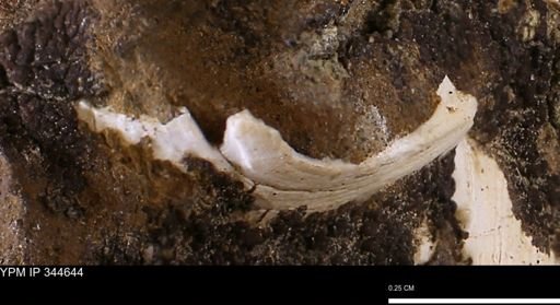 undet. Mollusca