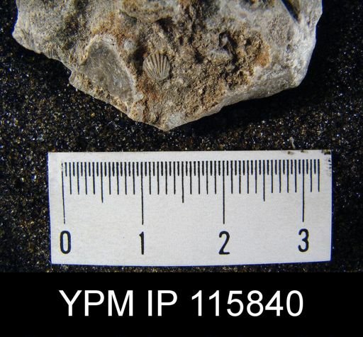Hustedia microplicata?