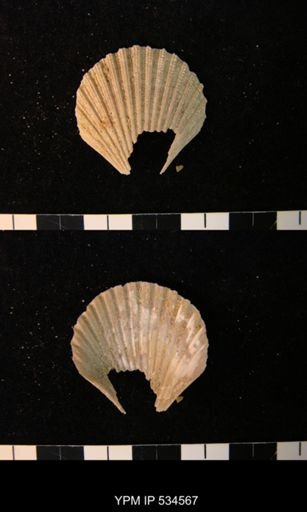Chesapecten nefrens