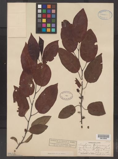 Plantae