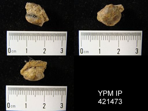 Athyris?