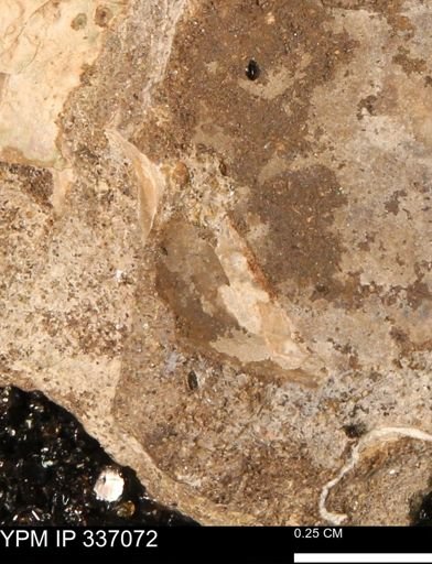 undet. Mollusca