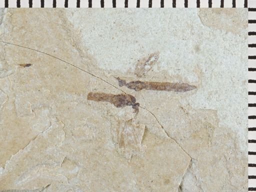 undet. Tipulidae