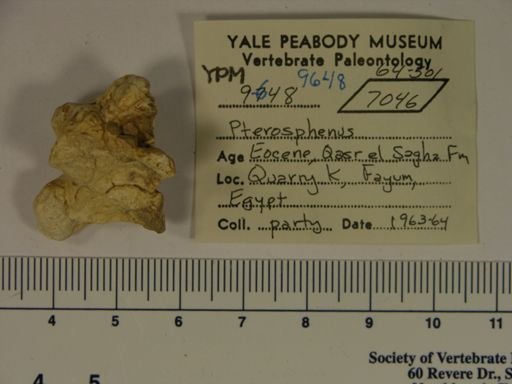 Pterosphenus sp.