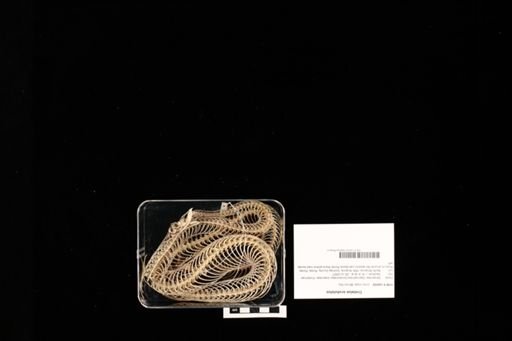 Crotalus scutulatus