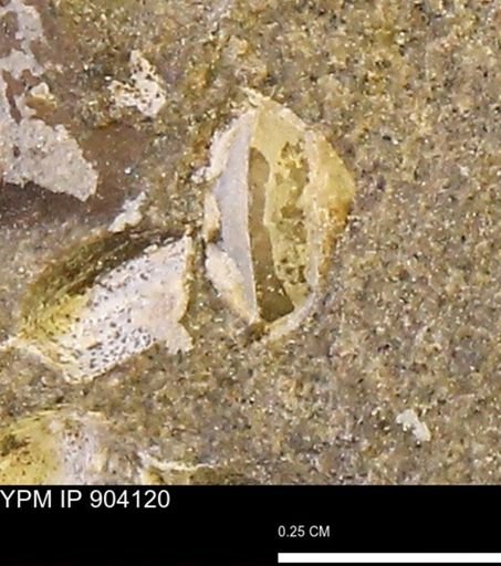 Corbulamella?