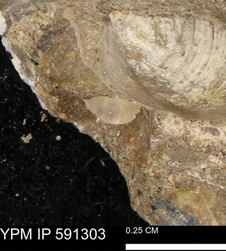 undet. Bivalvia