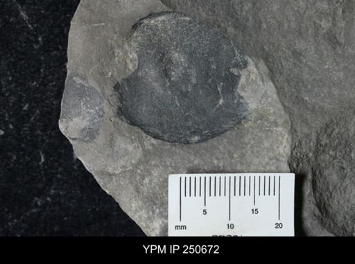 undet. Eurypterida