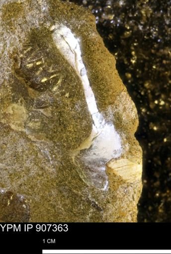undet. Mollusca