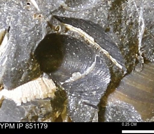 Limopsis striatopunctatus