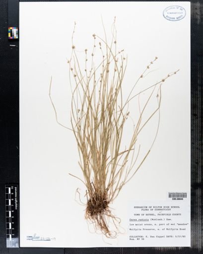 Carex radiata