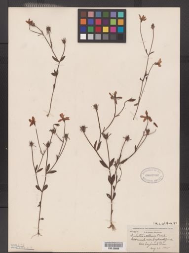 Sabatia stellaris
