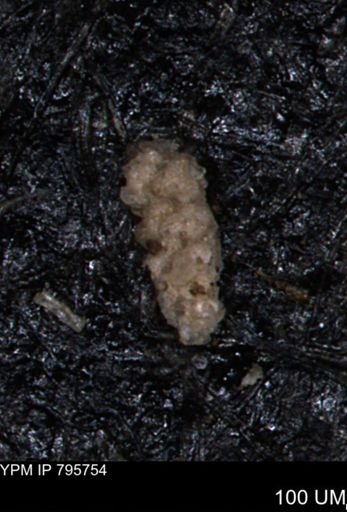 Verneuilina canadensis