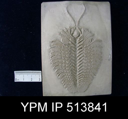Triarthrus eatoni