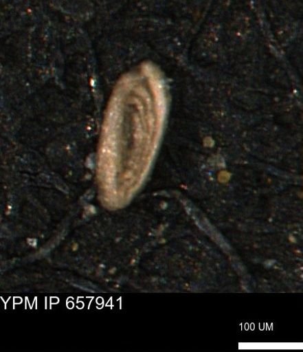 Spirolocammina subcircularis
