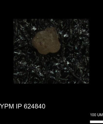 undet. Foraminiferida