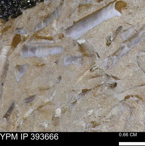 undet. Serpulidae