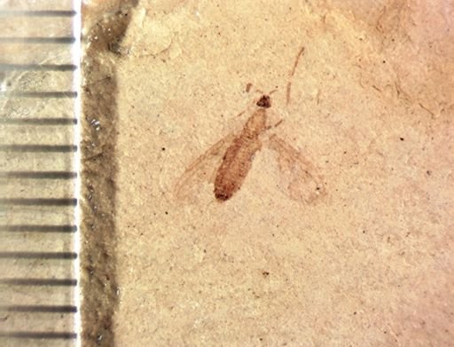 Plecia sp.