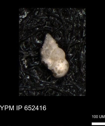undet. Heterohelicidae