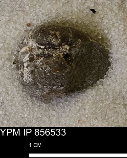 Limopsis striatopunctatus