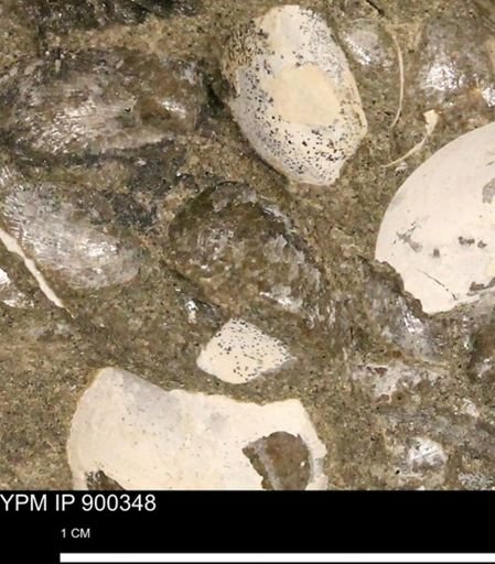 Anomia gryphorhyncha