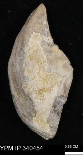 Ostrea glabra
