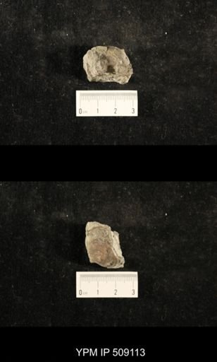 Paraliospira helena