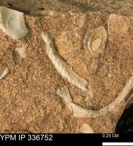 undet. Bivalvia