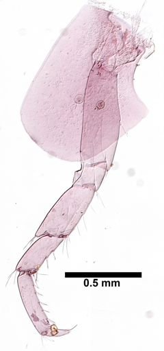 Hyalella cf. azteca