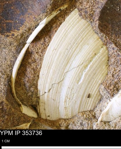 Limopsis striatopunctatus