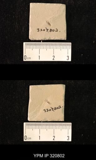 undet. Hemiptera