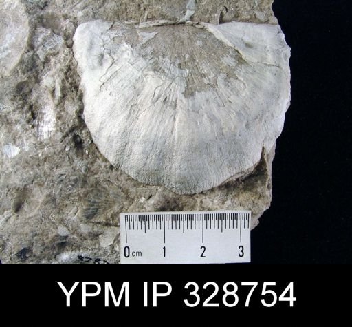 undet. Strophodontidae