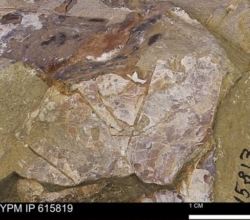 Baculites sp.