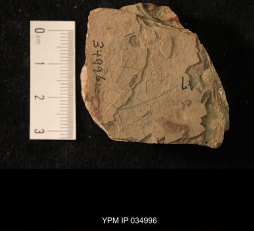 undet. Hymenoptera