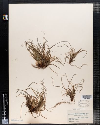 Carex umbellata