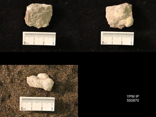 Marginifera wabashensis