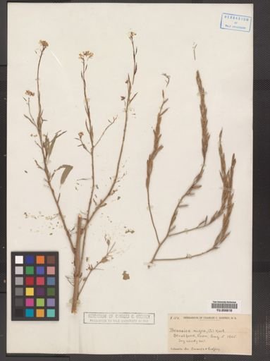 Brassica nigra