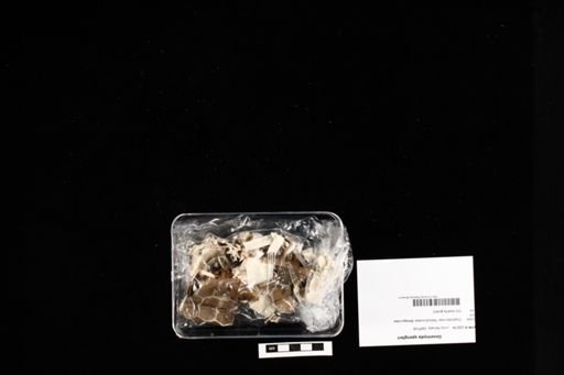 Geoemyda spengleri