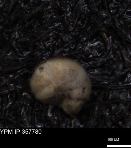 undet. Foraminiferida