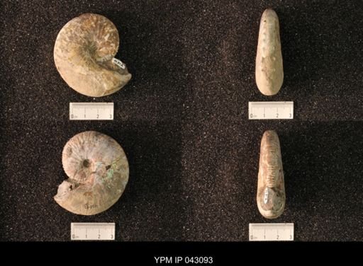 Hoploscaphites nicolletii