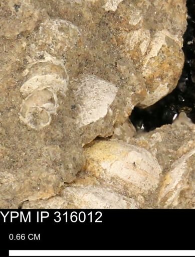 undet. Mollusca
